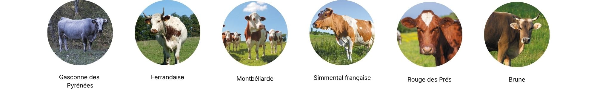 carroussel 6 races de vaches devinette