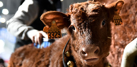 Calf with its mother