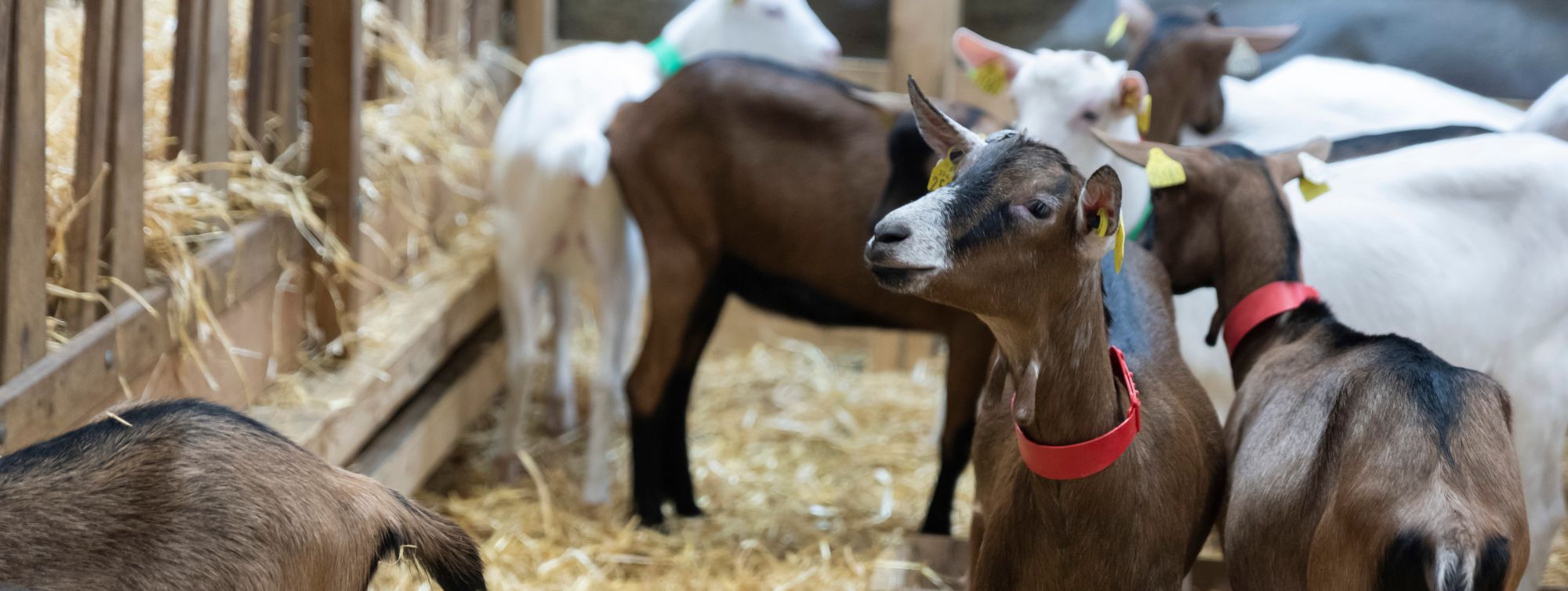 banniere-voir-des-animaux