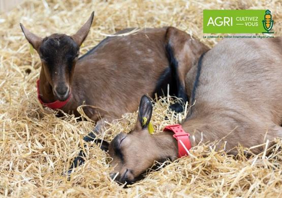 two goats sleeping next to each other in their boxes