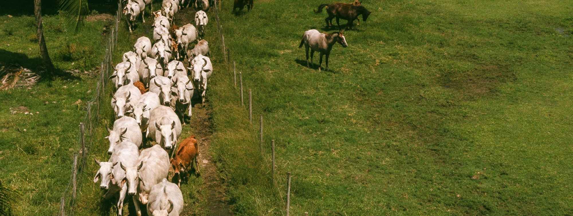 Troupeau de vaches Brahman marchant dans un enclos verdoyant avec chevaux
