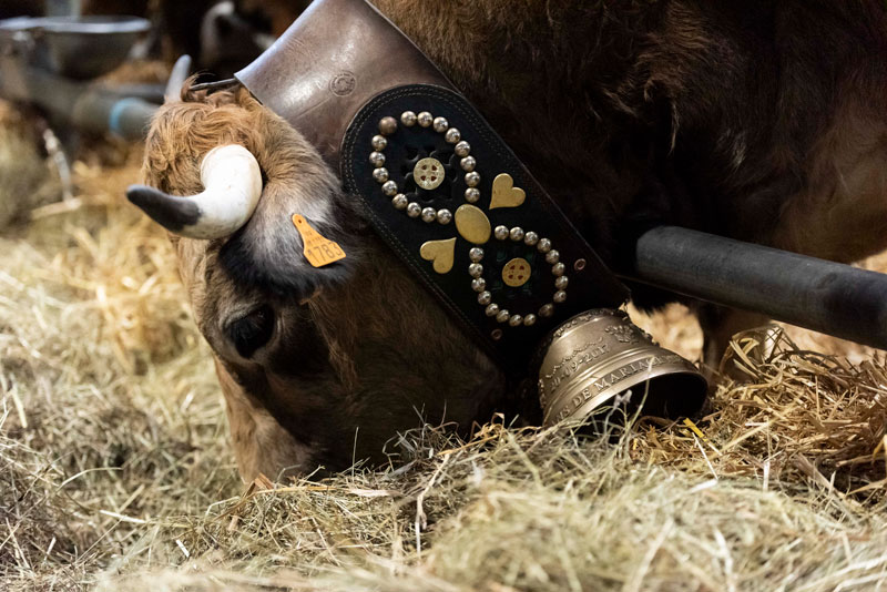 Cow with a bell eating