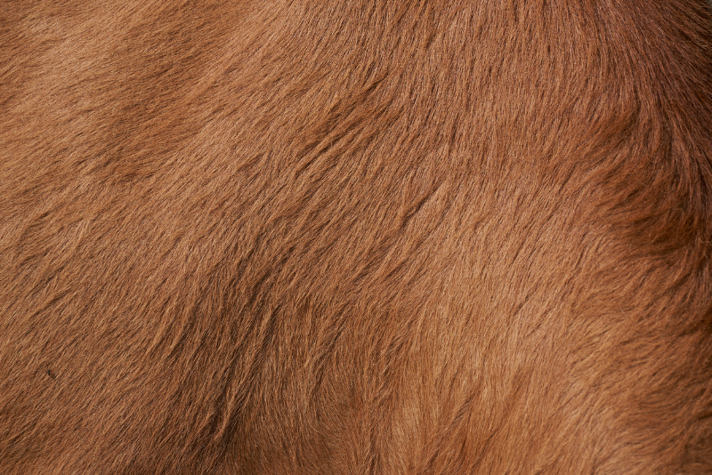 limousine cow coat-800x534 limousine-cow-coat