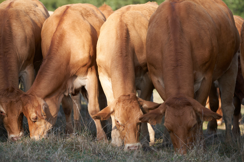 vaches-limousines-qui-broutent-800x534 vaches-limousines-qui-broutent-dans-un-champ