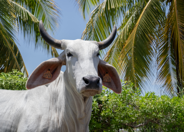 portrait de Biguine vache égérie SIA 2026