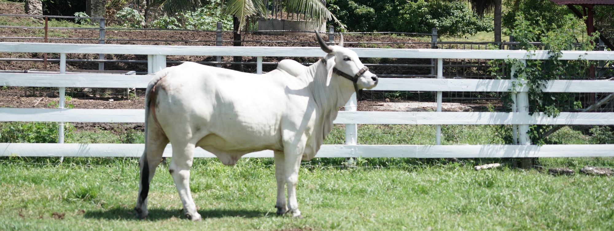 Biguine from the side outdoors.