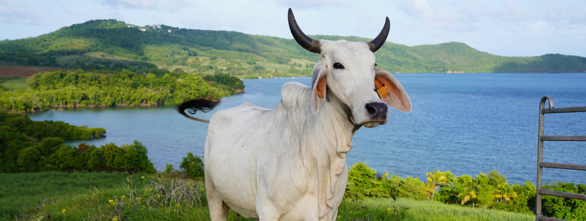 banniere-vache-egerie-SIA-2026