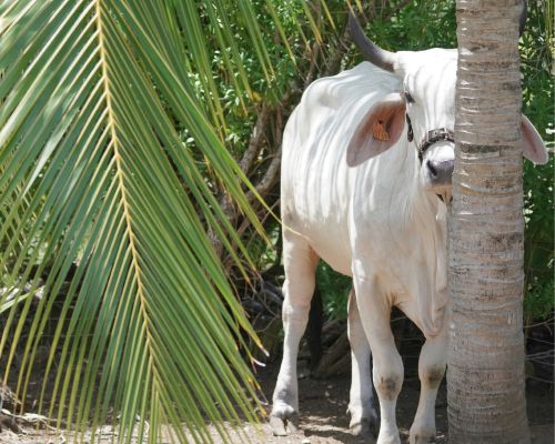 Brahman behind a palm tree trunk