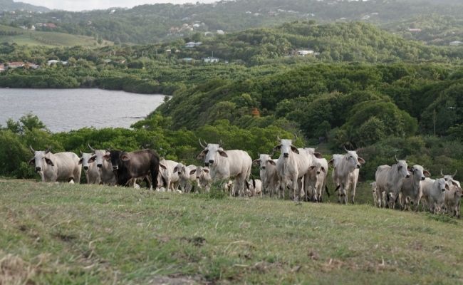 Herd of Brahman cows outdoors with the sea in the background