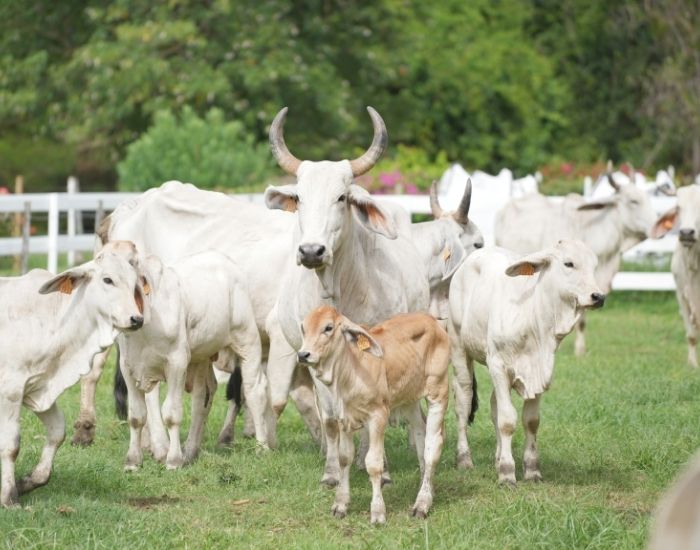 Troupeau de brahman avec veau