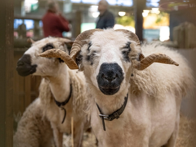 2 sheep in their pen