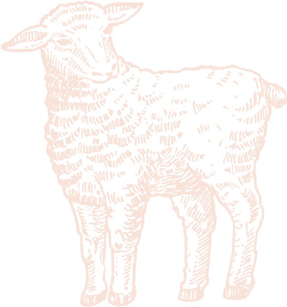 Illustration de mouton